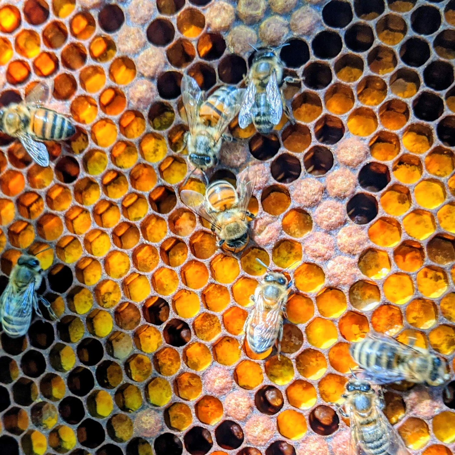 Bees on a frame of bright orange pollen and some capped brood. In fall bees repurpose brood frames to store pollen for the winter.