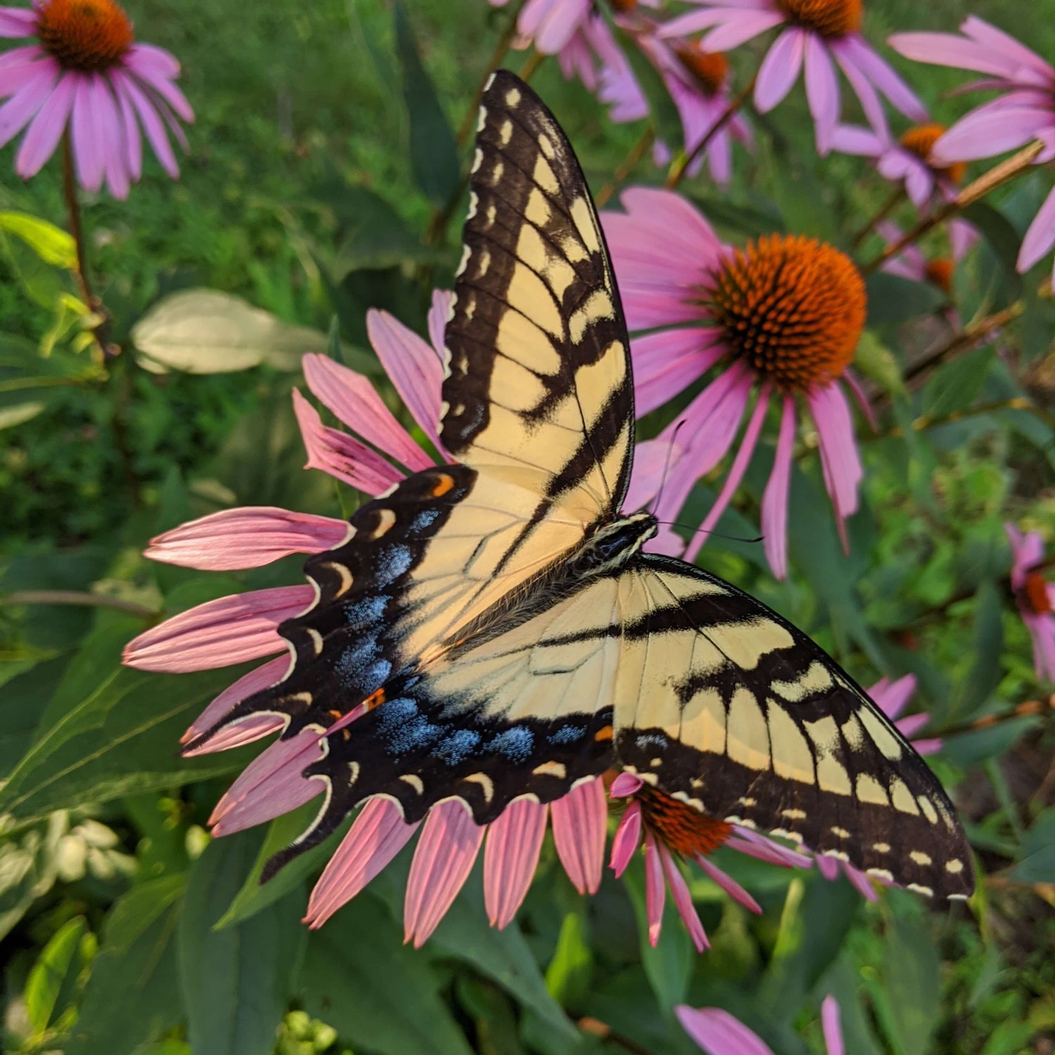 Vibrant hues of yellow, orange and blue on the wings of a tiger-swallowtail butterfly glow in the afternoon sun on pink echinacea flower.