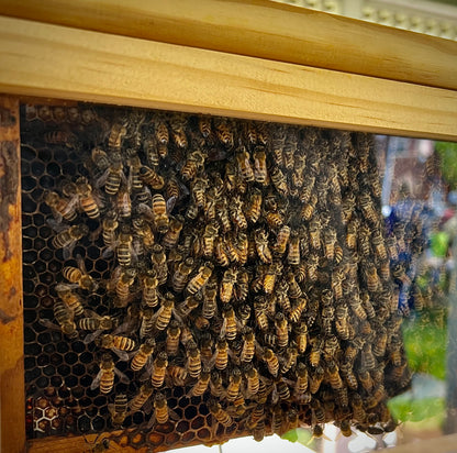 An observation hive.