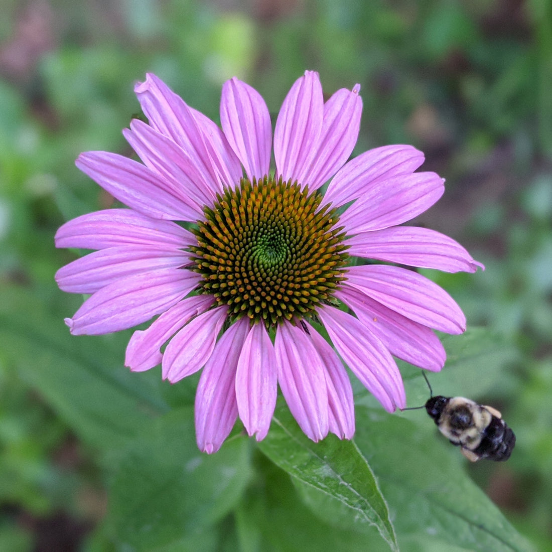 Tips for a bee-friendly garden. Not just planting.