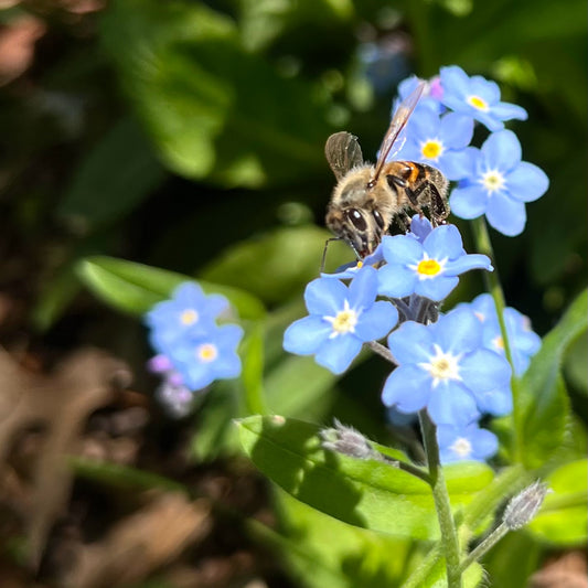 Honeybee on blue forget-me-not inflorescense