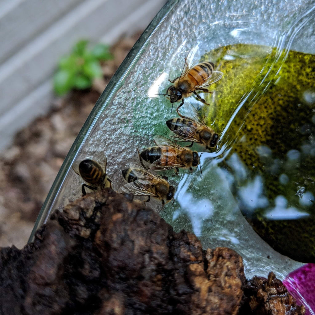Bees collecting water in glass birdbath.