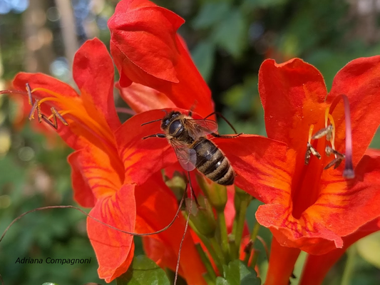 Healthy Pollinators For All!