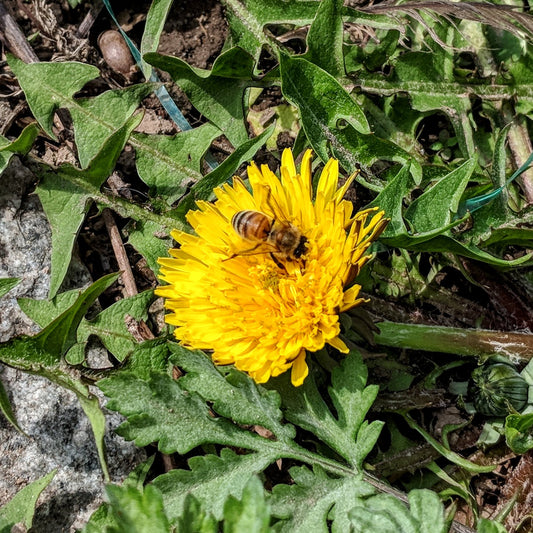 Are Dandelions Good for the Bees?