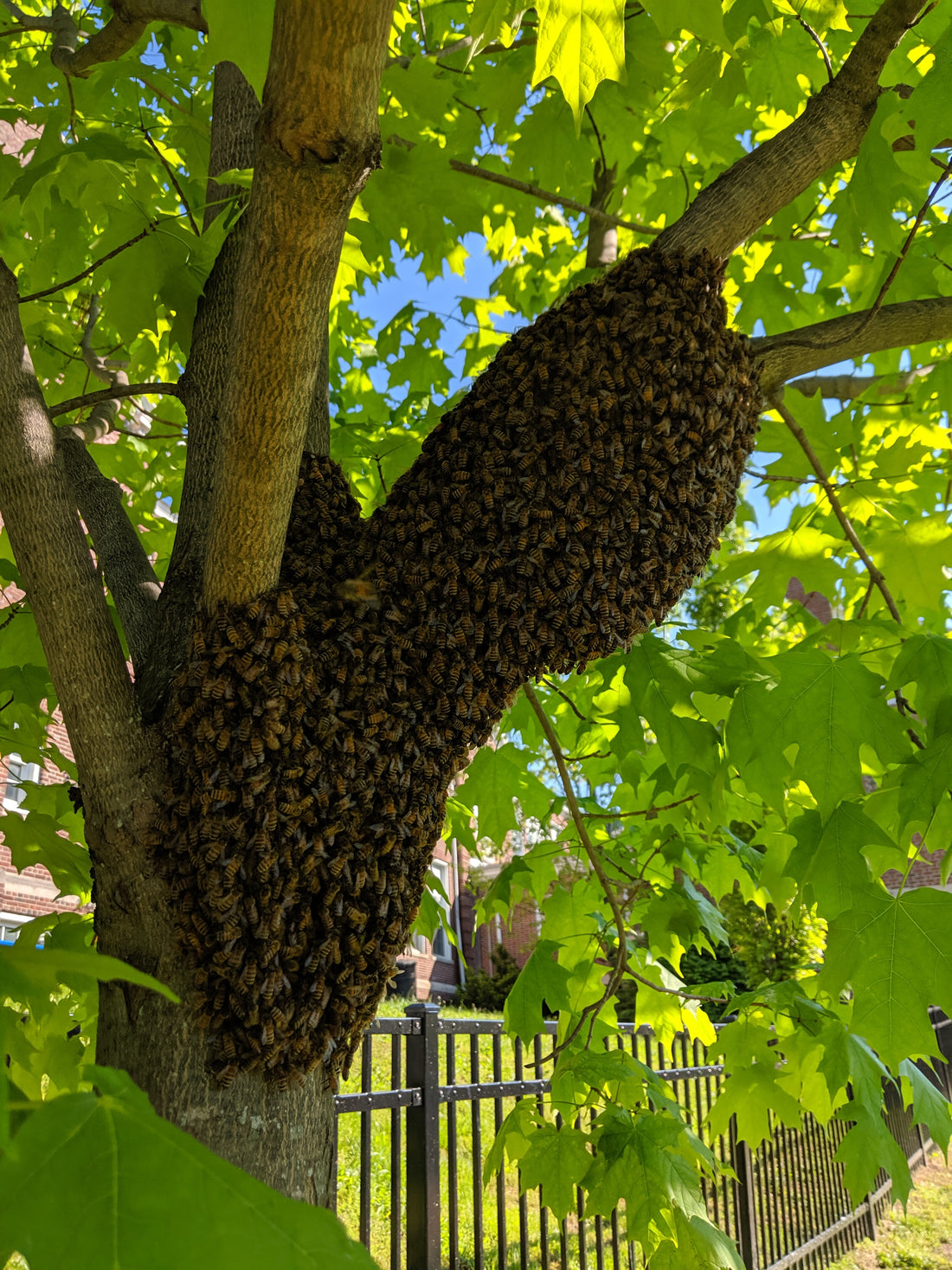 Why do honeybees swarm?