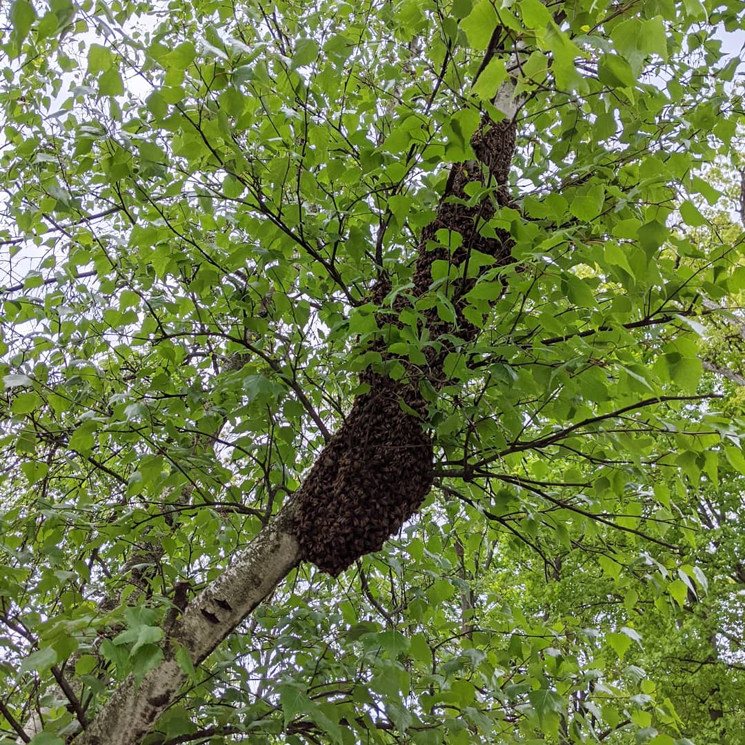 Swarm of honeybees in a birch tree.