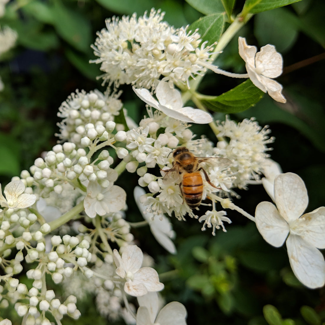 Honeybee on hydrangea bloom - August