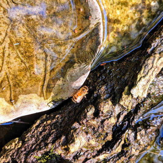 Honeybee in bird bath collecting water while on a tree bark.