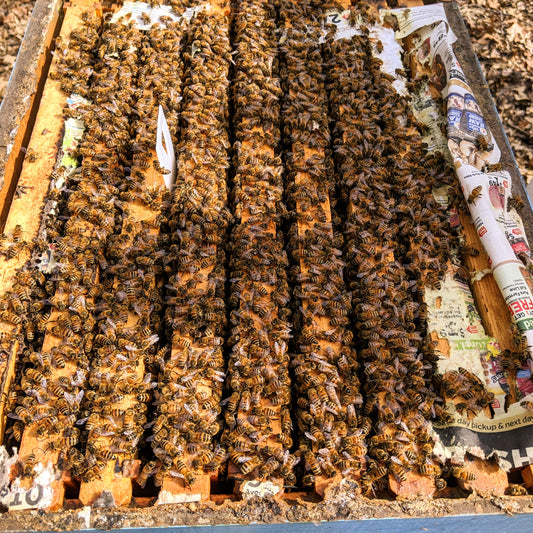 These bees were hungry!