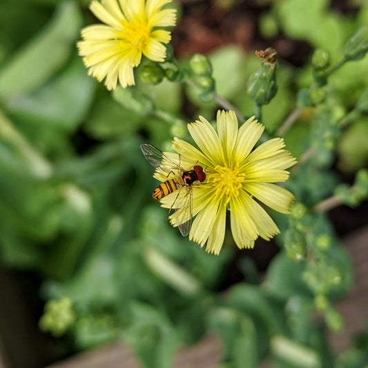 flower fly on lettuce bloom - July 2020