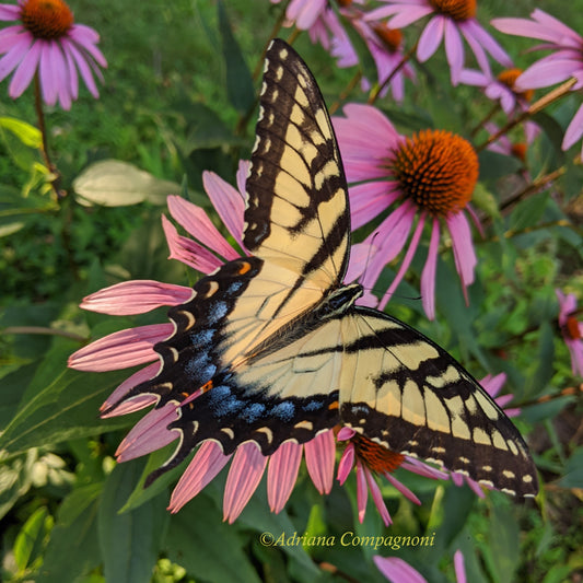 Tiger swallowtail butterfly on coneflower.