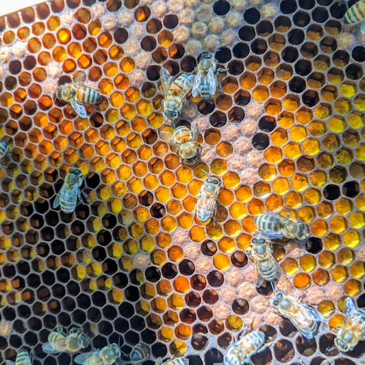 The bees at South Mountain Bees apiary are busy collecting pollen for their winter stores. You can see how the bees are recycling nursery space to store pollen all around cells that still have brood in them.