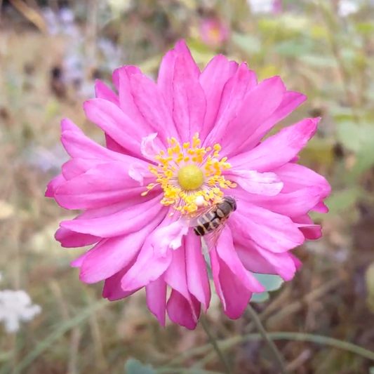 At South Mountain Bees we not only have bees. Our pollinator friendly garden attracts flower flies as well. In this image we see a flower fly gathering pollen on a pink Japanese anemone.