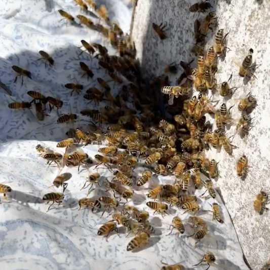 Don't call the police! It's a swarm of bees!