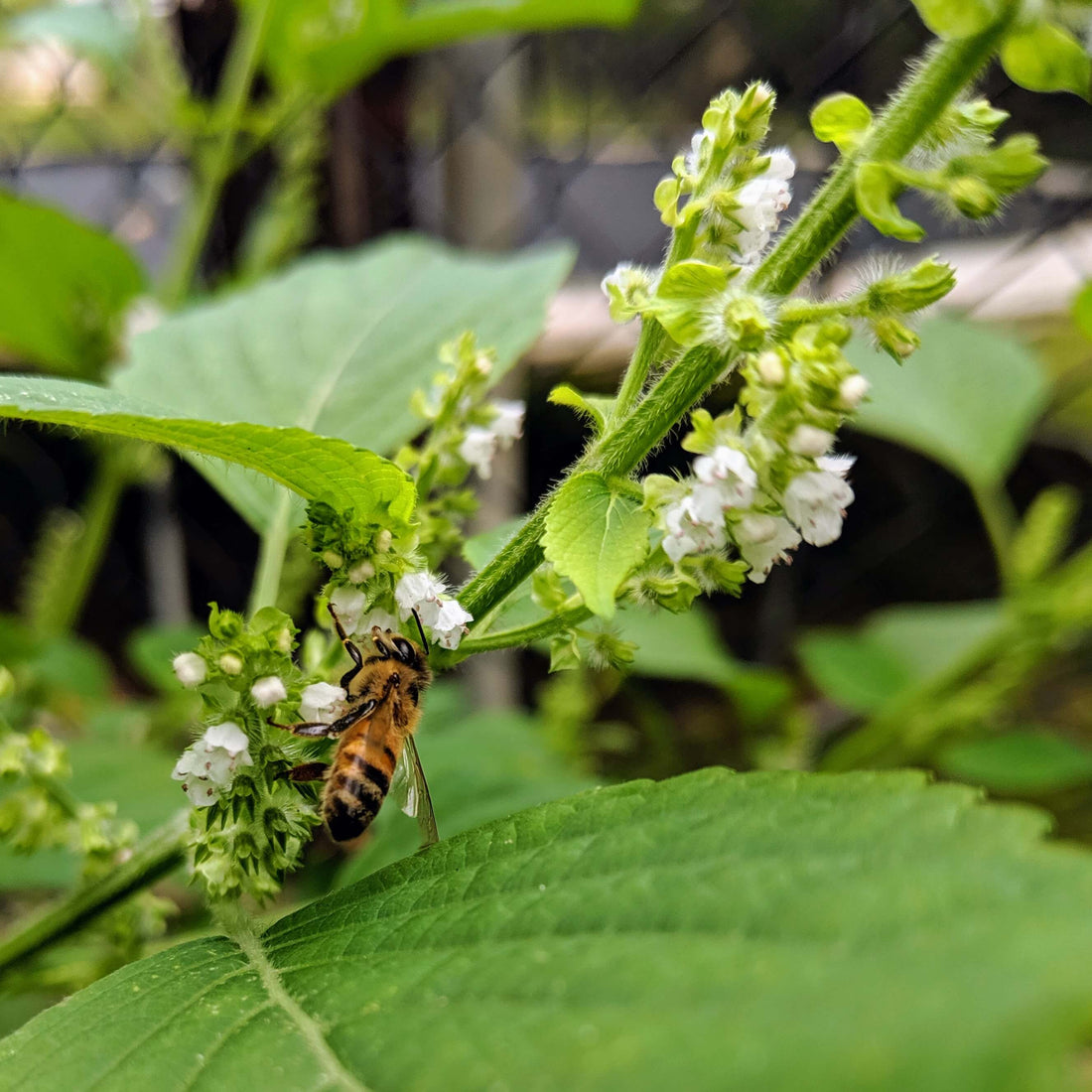 honeybee on Shiso flowers