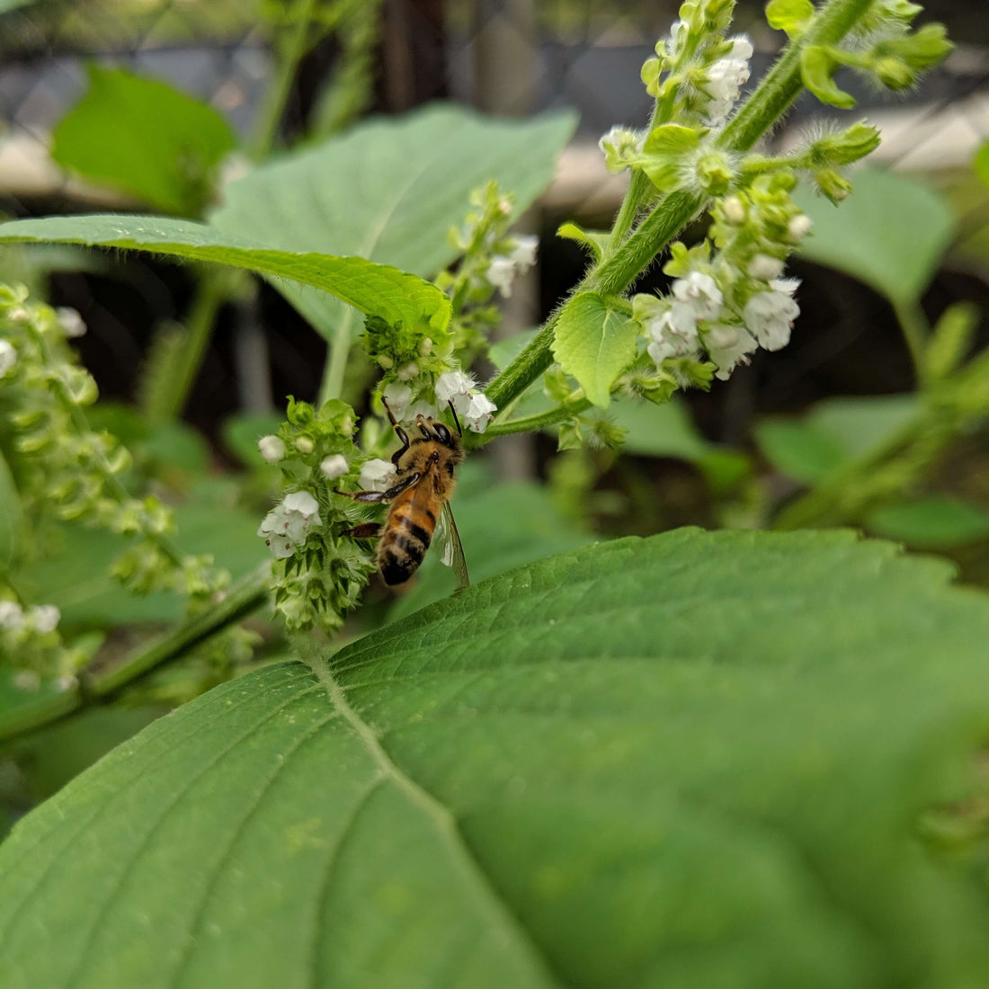 Honeybee on Shiso flowers