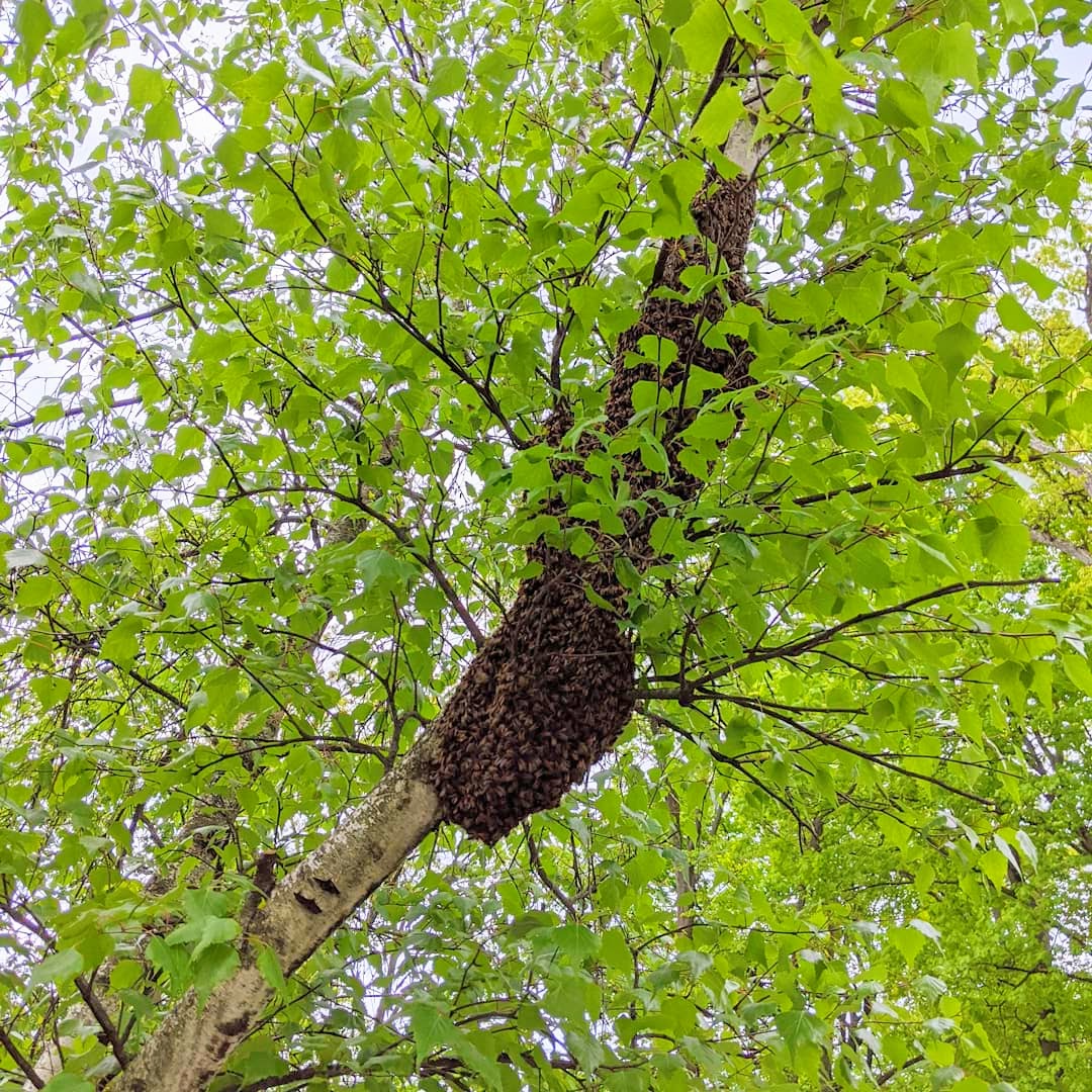swarm of honeybees on branch of birch tree with bright green spring leaves