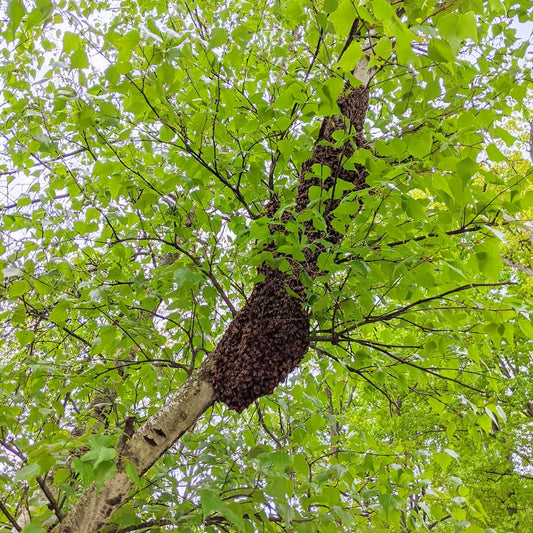 swarm of honeybees on branch of birch tree with bright green spring leaves