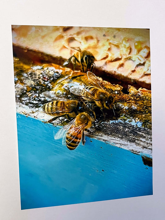 Bees Gathering Honey On Blue Wooden Box