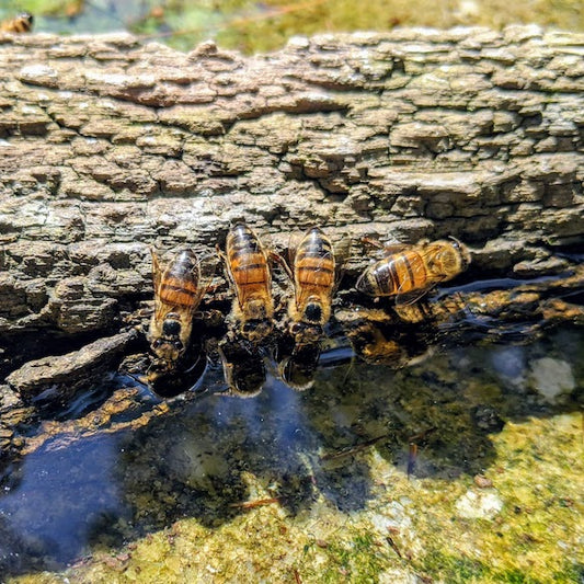 Four bees drinking water from piece of floating bark. Their reflections an the water, and their shadoes on the floor of the bird bath paint a stunning picture under the sunshine.